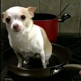 doginapann94050's profile picture. Hello! I'm the pan, I have no control on what the dog on top of me do | doginapanist