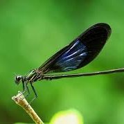 Kinjeng Ireng (@kinjeng0ireng) 's Twitter Profile