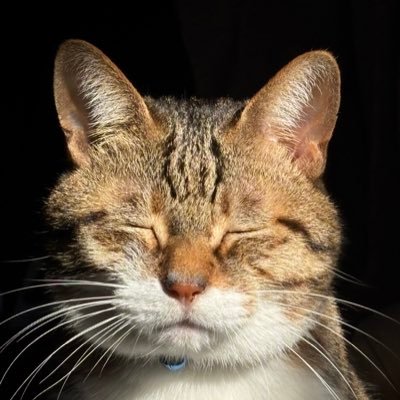 minami_nekozuki's profile picture. ⚠️しばらく浮上できません、お返事するの難しくなってしまいますが生きてはおります⚠️成人済み/地雷は特に無く雑食な社会人/雑垢/コス撮影楽しい人📸🔰/無言フォロー失礼します🙇‍♀️/お撮りした写真は加工･編集･投稿何でも🙆‍♀️です!沢山使ってください✨️ヘッダーは相方