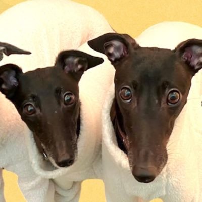 hirakoali's profile picture. 30⬆️Hirako🤍🕊 𓈒𓂂𓏸fan account 🫶#ZeeNuNew #ซีนุนิว 🐶🐱 じぬぬが尊い毎日🙏#ZonZon さんと仲良くなりたいです☺️✨字幕付き動画⬇️