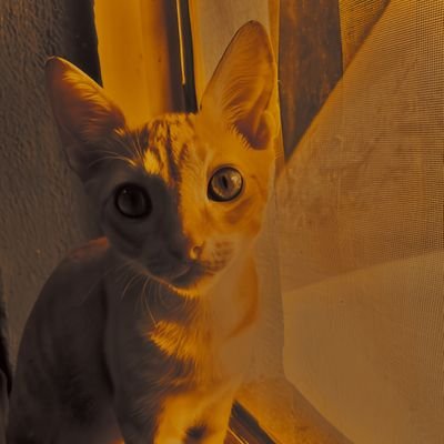 Ngurdam_update's profile picture. Miyetti Allah, Allow cattle to graze 
رب إني لما أنزلت إلي من خير فقير