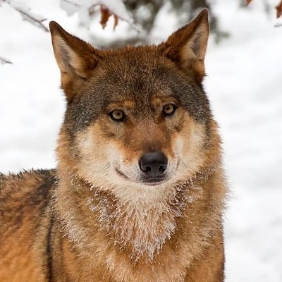 onchainwulf's profile picture. solana villain  | @morphosisfnf