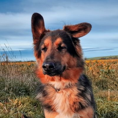 TheLegalLuke's profile picture. Mutts, Mazdas and a whole lot of complaining - 28 | 🚔 | 🍰 | 🎮| 📖