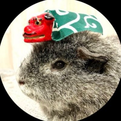 kayonaria's profile picture. モル飼い11年目🐹先代クルルはひどい不正咬合と膿瘍を奇跡的に克服し2021年1月12日にお空へ（享年6歳11ヶ月）🌈現在はグレーのテディモルモットのポポロ（2020年11月12日生）と暮らす。愛玩動物飼養管理士1・2級保有。美味しいもののこともつぶやきます🍨✨ポポロさんのYouTubeもゆるりと👇