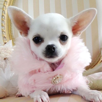 moomyprincess's profile picture. 🎀🪽all the bimbos around the world! 💋 18+!!