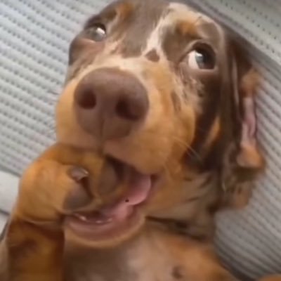 alenoahz's profile picture. fighting the ia acc accusations | multifandom