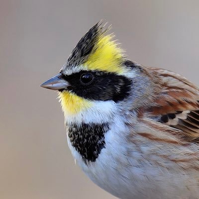 YUI (@Yui92952255) / Posts / X