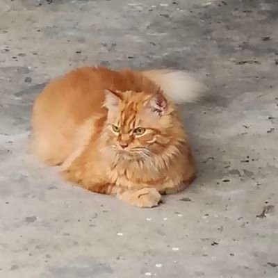 syafiqsmith93's profile picture. 