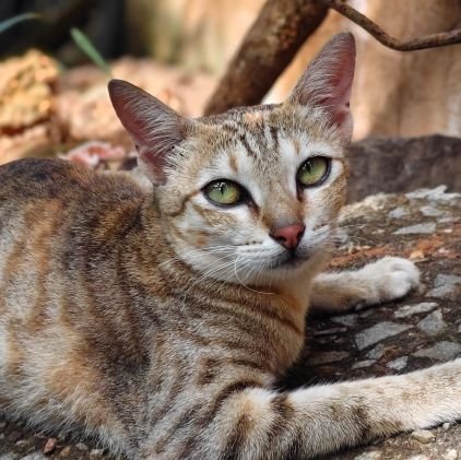 adwaith990's profile picture. 📱🎧🗿