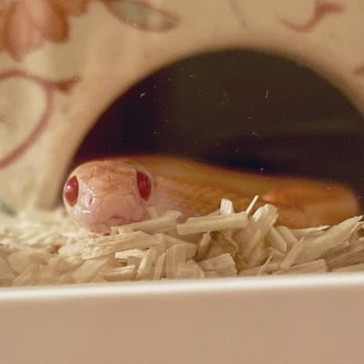 hiyamugi0701's profile picture. ひやむぎ君♂(コーンスネークアメラニストライプ)成長記録/2025.07.01🐣