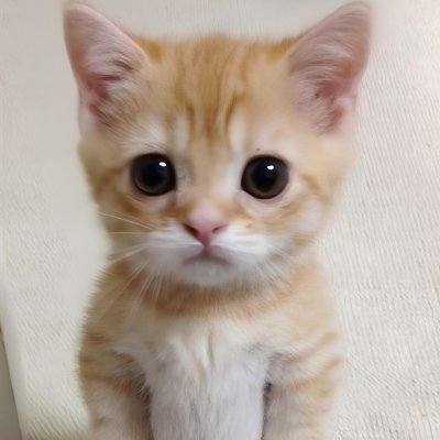 Catypewri's profile picture. CAT LOVERS