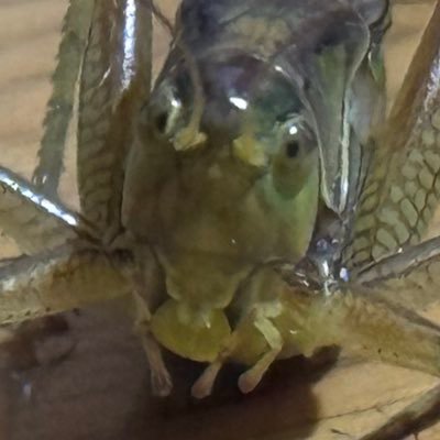 kitousugochiusa's profile picture. ごちうさ 旅行 鉄道 切符 昆虫飼育・採取 懐かし筐体 メダルゲーム等 昆虫関係は@kitousu を参照 DM は取引やエンカ類以外お控え下さい。(来ても放置します