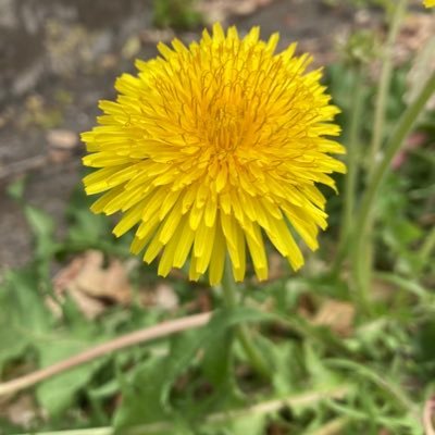 j9_la's profile picture. 旅行・美しい風景・ 鉄道・日本再生・政治・世界の平和構築と未来への希望に関心があります。 DM無返答(「I generally don't reply to DMs on X.」)