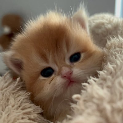 chase10796's profile picture. #boltup #heatnation #goducks