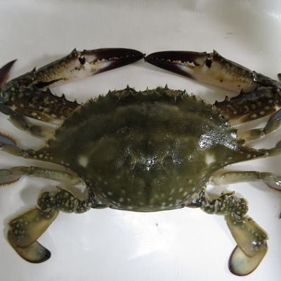 baegeob2's profile picture. 20↑ 잡덕