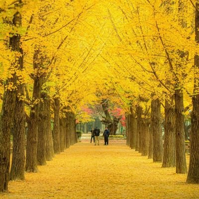 shambelyilma's profile picture. Ethiopia