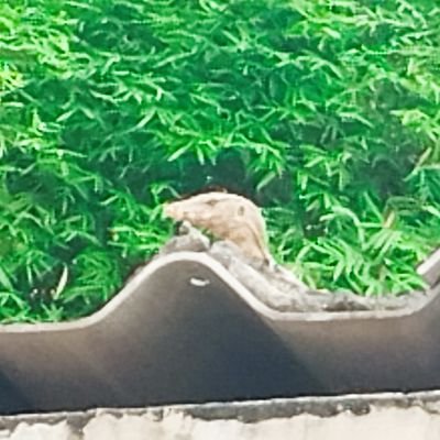 NNrude's profile picture. HuangLiuYu