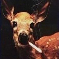 enf4nTWOrr1ble's profile picture. what was she for halloween? the ugliest girl you’ve ever seen | 5teen | my evil xister is @g1rl_fa1lure