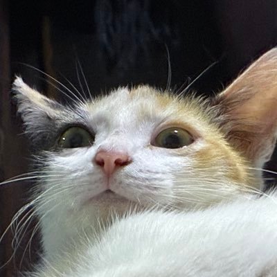 sexosatanico's profile picture. mãe de pet com bateria social viciada