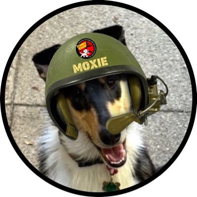 CollieMoxie's profile picture. ~ #BOVVERBOYS + 1 ~ #barkini™️wearing #SmoothCollie. 🥁er #BovverBand #ruffriderz #theaviators Brigadier/Medic in #ZSHQ #MountaineeringBears #hedgewatch