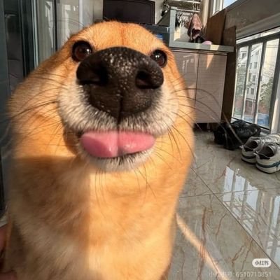 BadWolfKurt1's profile picture. he/him | 27y |• Wolfs