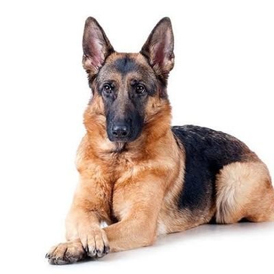 josephd7533's profile picture. 