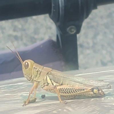 camelrider316's profile picture. 