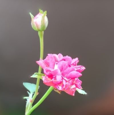 yuka29872652's profile picture. ちっちゃな物たちが大好きで、自然も大好き花🌹草🌱等も　　　　　　2025.10.19『関西盆クラ市』から超超初心者🔰ですが、ミニ盆栽楽しんでいきます✨️　　　　
　　　　皆さん、ご指導お願いします！