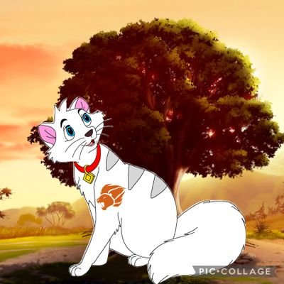 MaxwellKittn's profile picture. Hi Maxwell here im the first born of my siblings I’m a spunky kitten who isn’t afraid to help his family Mate:@QueenRaniTLG_