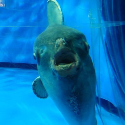 virus__warrior's profile picture. 推しのサメはシロワニ
推しのマンボウはマンボウ