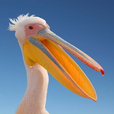 notoriouspel's profile picture. Episcopalian from Louisiana