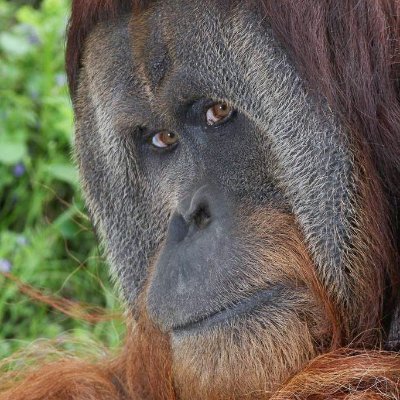 orangflange's profile picture. Lover of orangutans, Eurovision, music, the world, kindness, participation and peace 🕊️ | Asiavision 🇹🇭 | Silvervision 🇧🇪