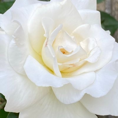 Ch0Ch0Kiseichu's profile picture. 備忘録