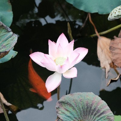 Kay_God_1's profile picture. Nothing is impossible！！