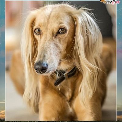 minyoung7198's profile picture. 韓国人/ゲーム
アイマスとアイプラとバンドリとプロセカ
日本語は 下手ですがよろしくお願いします