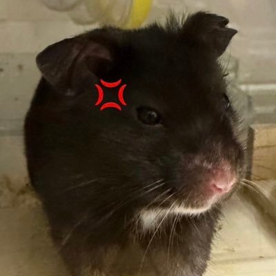 y_xxX00's profile picture. 取引垢 ｜ 20↑｜ 同日発送、場合によっては先送りも可能📮 ｜ ダショルカが大好きです🐟