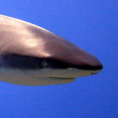 Shark_SecretAD's profile picture. I post some WIP arts and shit talking in here🦈
AD: Another Dude 🦈
Age: 30++