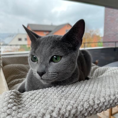 mhonda27's profile picture. スイスで働くパートタイムエンジニア。 好きなものは、美味しい食事とワイン、投資、雪山、ダイビング、旅行、プログラムを書くこと、だったけど最近は2人の娘の子育てでてんやわんや。