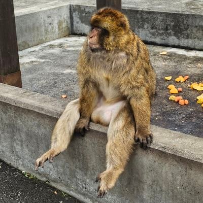 longzhijieee's profile picture. 日本語がわからない