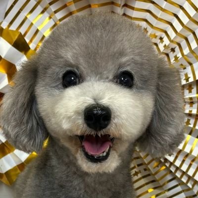 nene1019english's profile picture. 趣味で英語学習をしています。
TOEICベストスコアLR970(2023年) Speaking140H/H(2023年 1回だけ)
英検準1級　
アイコンは愚息🐶もきち🐾です。