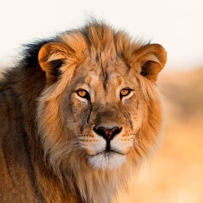 MwanaYankosi's profile picture. 