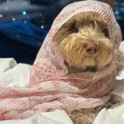 maruuuuuuuuchan's profile picture. 