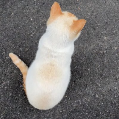 apple872832's profile picture. 