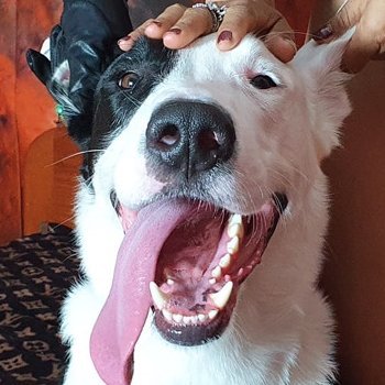 doggooner1's profile picture. A gooner with no limits / trans girl with a cock / bisexual / feel free to dm