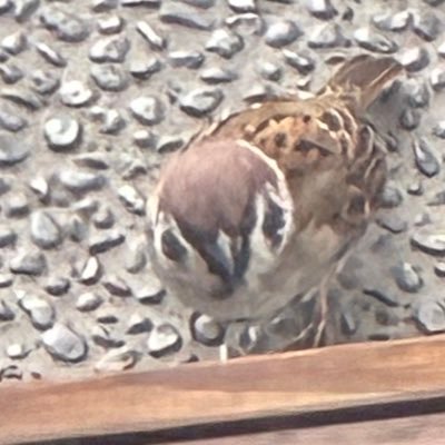 ck_mf0263's profile picture. 和菓子屋、洋ロック、J- ROCKも🤘 腹ペコえこひいきグルメクーポン使えます松本市 御菓子処藤むら 店主