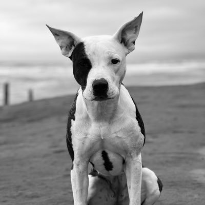 AwakendWarriorz's profile picture. 