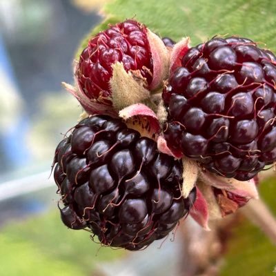 stewartwaine's profile picture. Berry enthusiast, collector, grower and experimenter