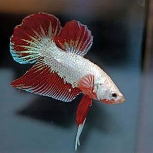 fishfilletwhat's profile picture. 6% on bloodbath
multifandom (specifics in extended bio)