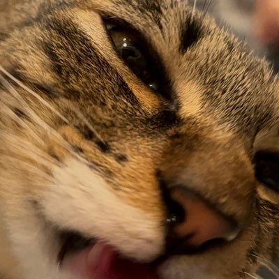 Mitokzsr's profile picture. 