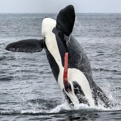 spackhuggaren90's profile picture. 